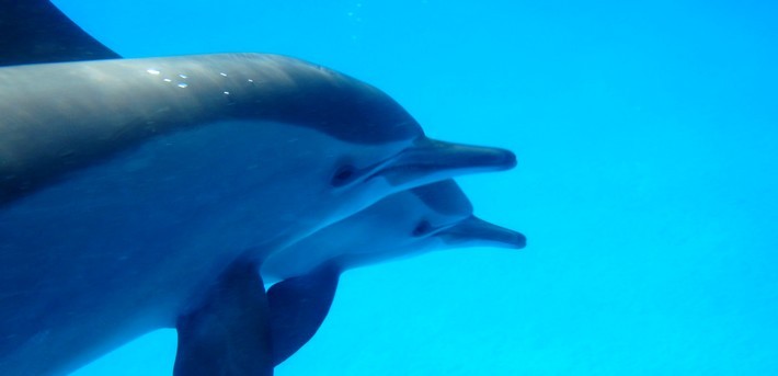 Nager avec les dauphins sauvages en Mer Rouge - Zen&go