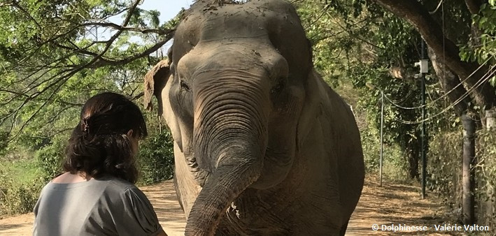 Immersion au sanctuaire des éléphants - Zen&go
