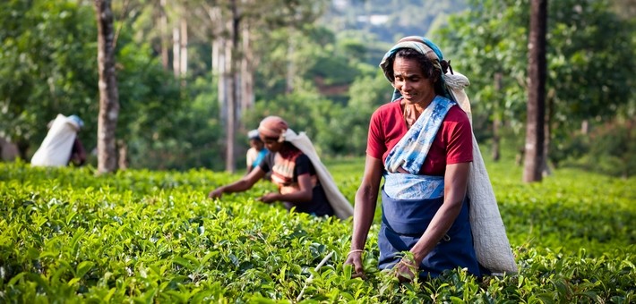 Découvrir la société sri lankaise 