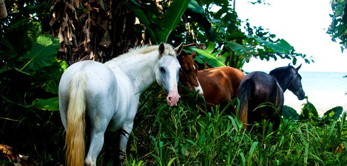 La communication avec le cheval