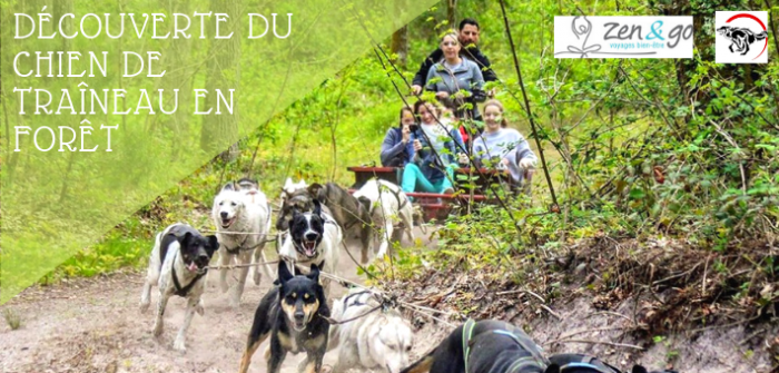 Découverte des chiens de traîneau en forêt de Fontainebleau