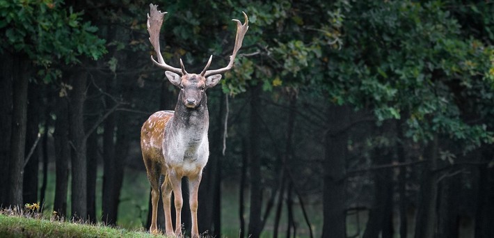 Le peuple animal