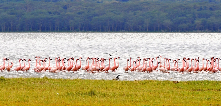 Quand partir au Kenya ?