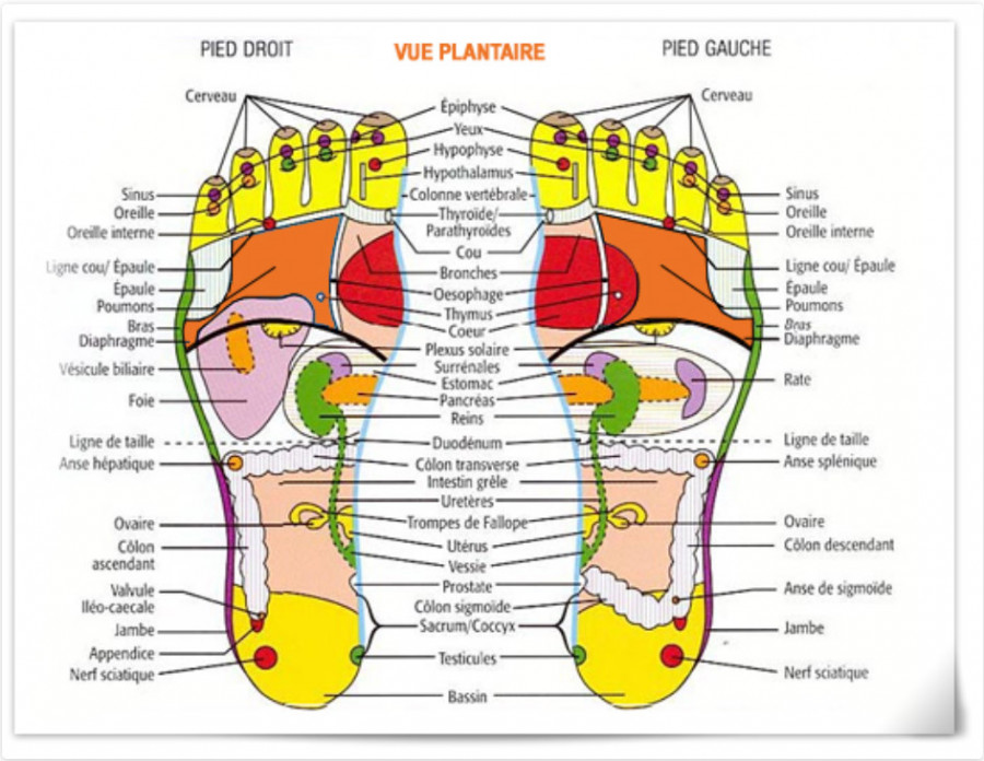 Réflexologie plantaire : la carte des pieds