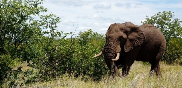 Un peu d'histoire de l'Afrique du Sud