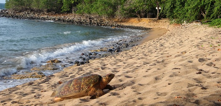 La Nature, le livre sacré de la vie