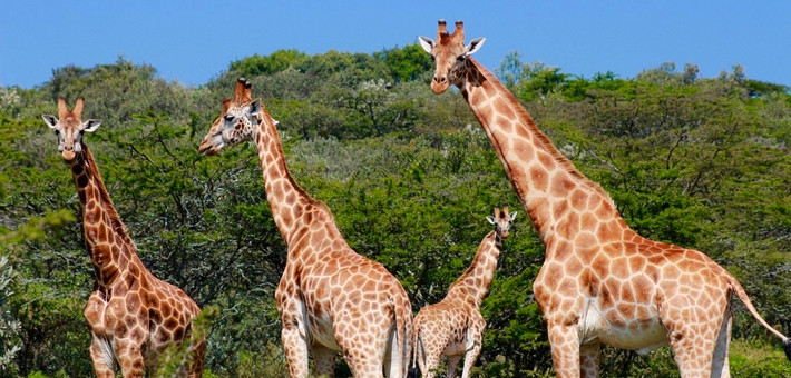 Guide voyage Kenya