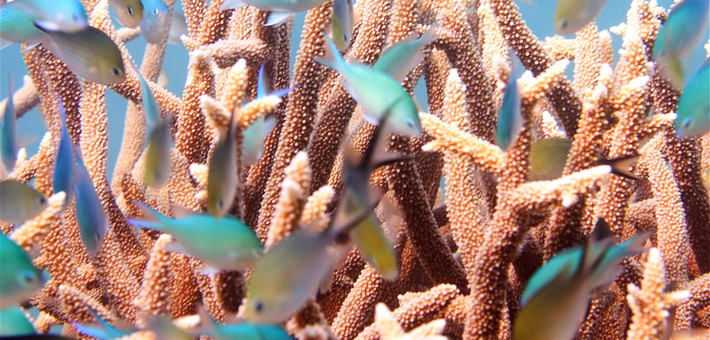 Guide voyage Mayotte