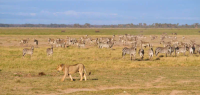 Kili Springs Camp - Kenya - Zen&go