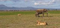 Kili Springs Camp - Kenya - Zen&go