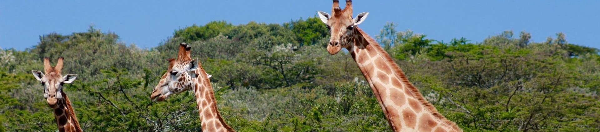 Voyager au Kenya