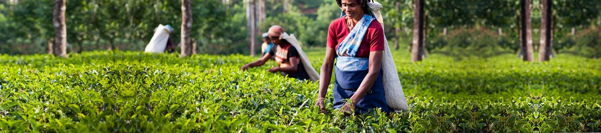 Nos voyages bien-être au Sri-Lanka