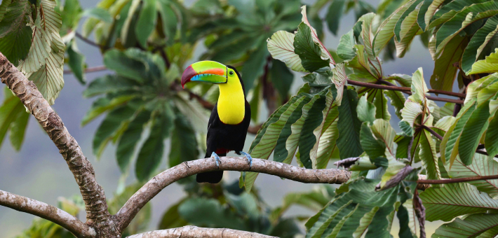 Voyage bien-être et reconnexion au Guatemala : entre yoga, spiritualité maya et nature luxuriante - Zen&go