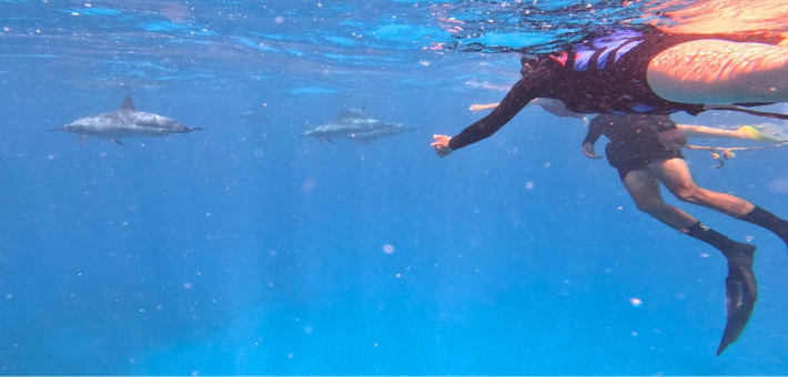 Reconnexion à notre humanité sacrée, à la découverte des trésors et des dauphins d