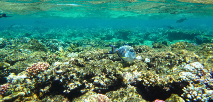 Reconnexion à notre humanité sacrée, à la découverte des trésors et des dauphins d