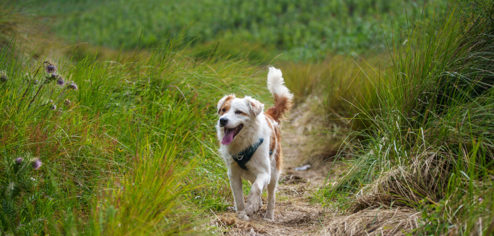 Séjour randonnée bien-être, yoga et cani-rando en Auvergne - Zen&go
