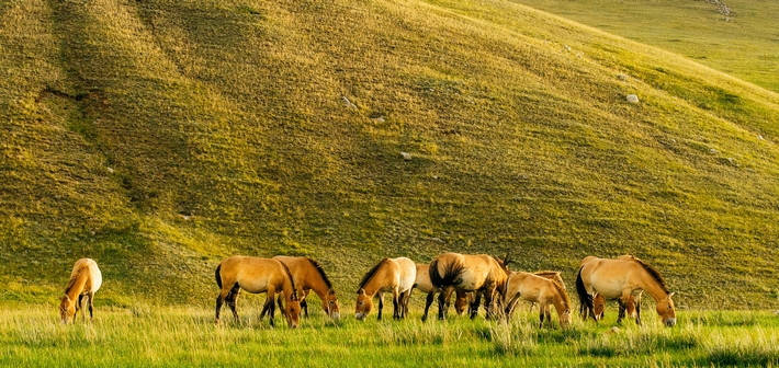 Jour 3. Réserve de chevaux sauvages de Przewalski