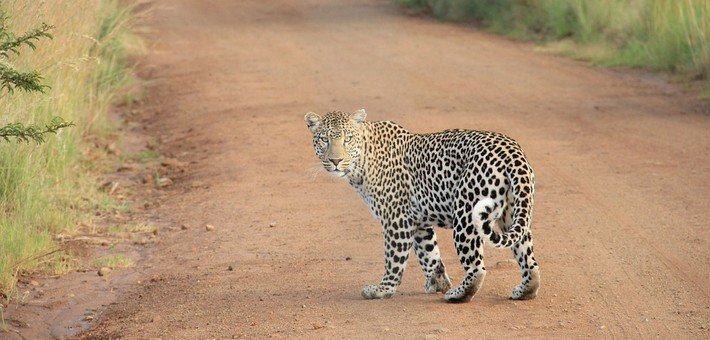 Jour 7. Ella - Safari et Observation des léopards et crocodiles