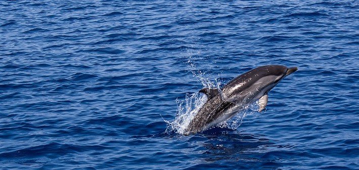 Jour 9. Observation des dauphins et des baleines