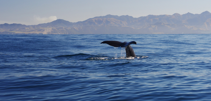 Jour 13. Le centre de sauvetage des tortues marines – Nager avec les baleines et dauphins
