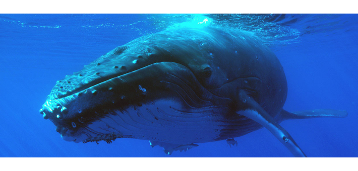Jour 6. Découverte des dauphins - Baleines à bosse - Plage paradisiaque 