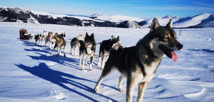Jour 3. Yoga et balade en chiens de traîneaux (ou en canikart)