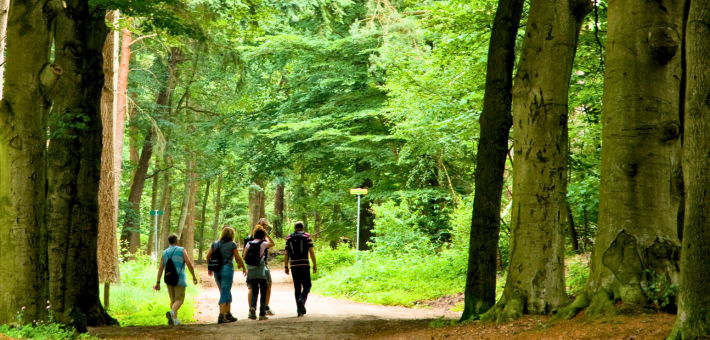 Jour 6. Bain de forêt et activité équestre