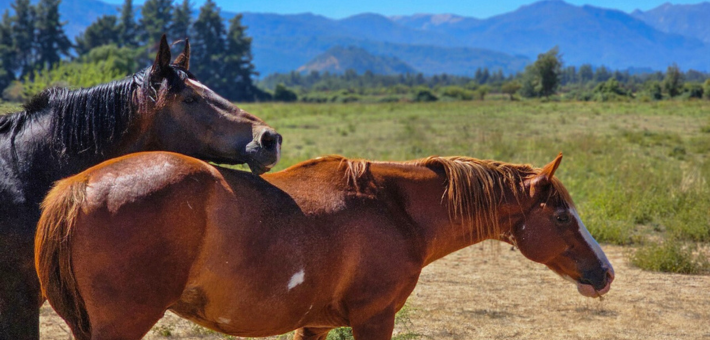 Séjour bien-être et découverte du Chili : Nature, Connexion et Chevaux - Zen&go