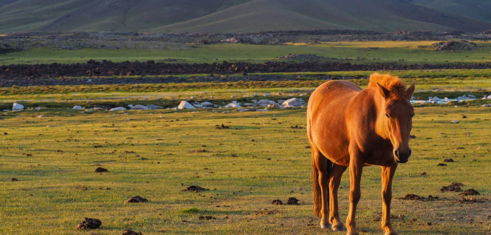 Voyage chamanique féminin : Cérémonies, steppes et sororité en Mongolie - Zen&go