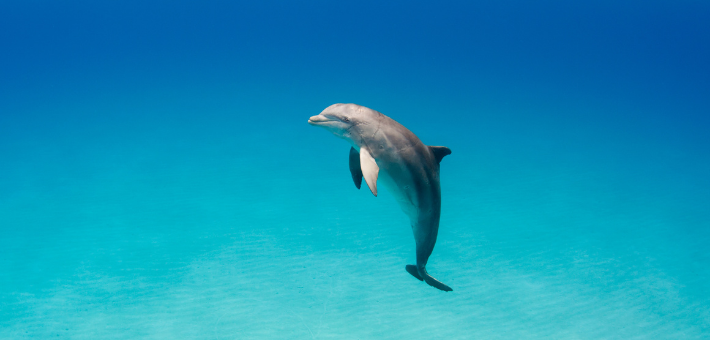 Séjour Eco-responsable Dolphinesse en immersion avec les dauphins sauvages aux Bahamas  - Zen&go