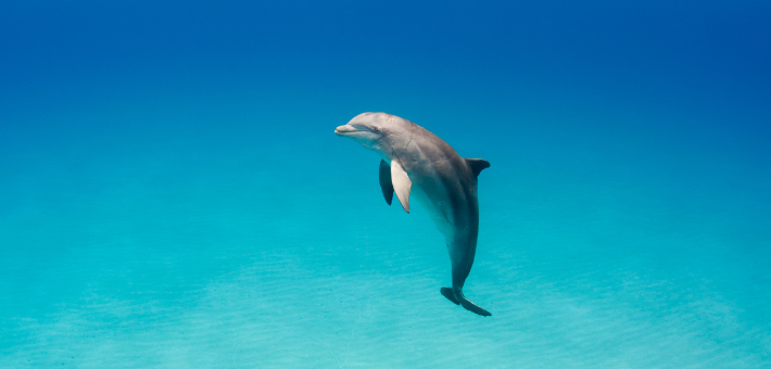 Séjour Eco-responsable Dolphinesse en immersion avec les dauphins sauvages aux Bahamas