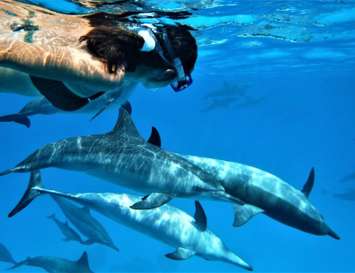 Voyage Eco-responsable Dolphinesse pour nager avec les baleines et les dauphins sauvages à La Réunion