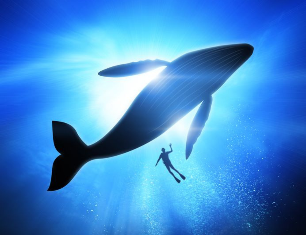 Voyage Ecoresponsable Dolphinesse en Polynésie  : immersion et nage avec les baleines et dauphins sauvages