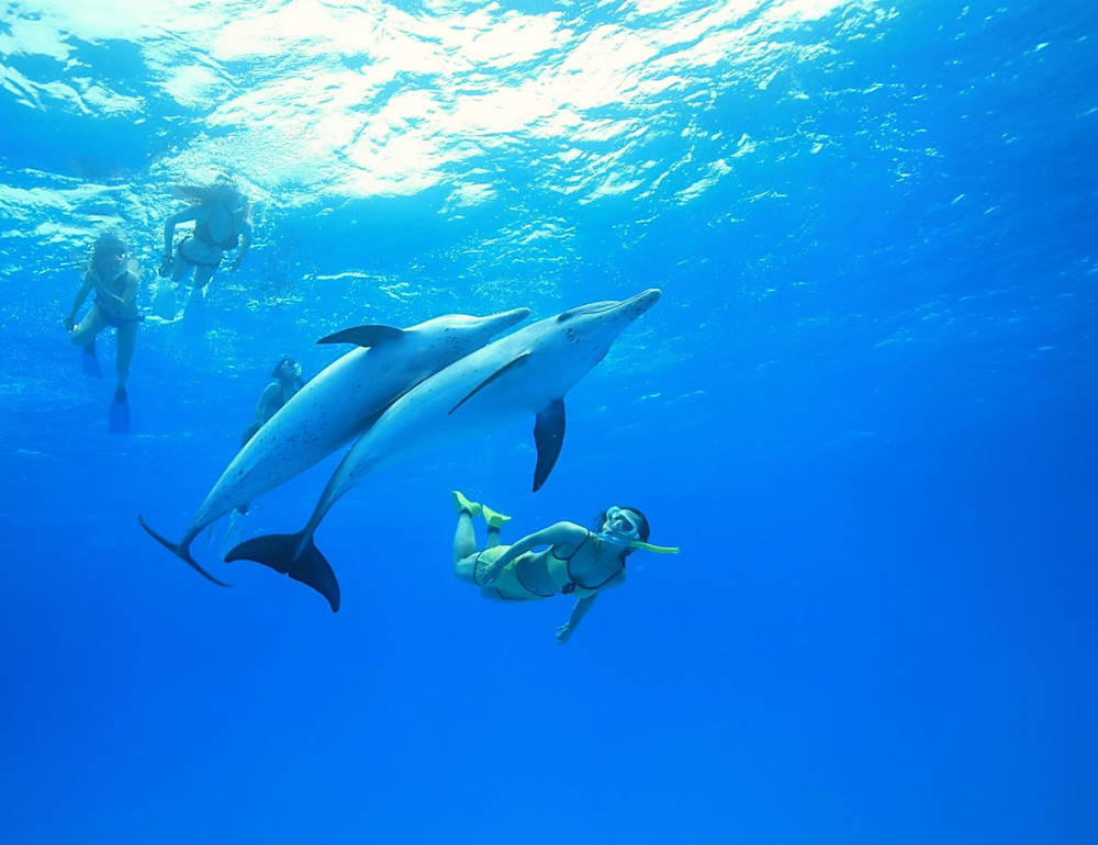 Séjour Eco-responsable Dolphinesse en immersion avec les dauphins sauvages en Mer Rouge 