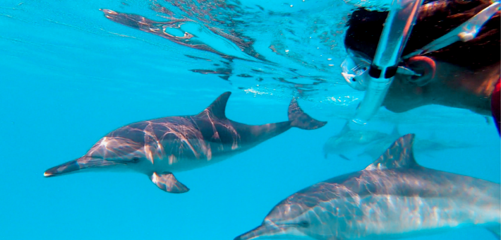 Séjour Eco-responsable Dolphinesse en immersion avec les dauphins sauvages aux Bahamas  - Zen&go