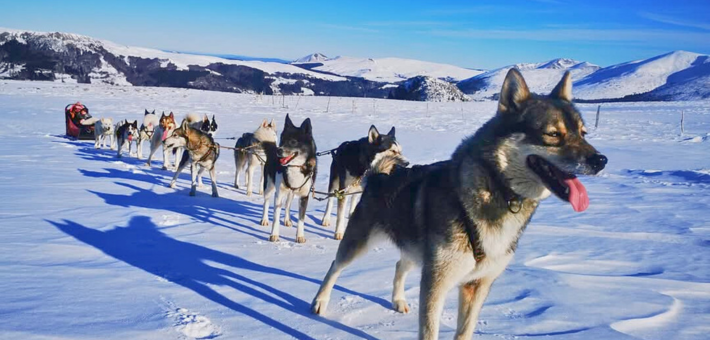 Vacances hiver, Yoga et chiens de traineaux en Auvergne - Zen&go