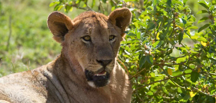 Voyage initiatique au Kenya avec Arnaud Riou - Zen&go