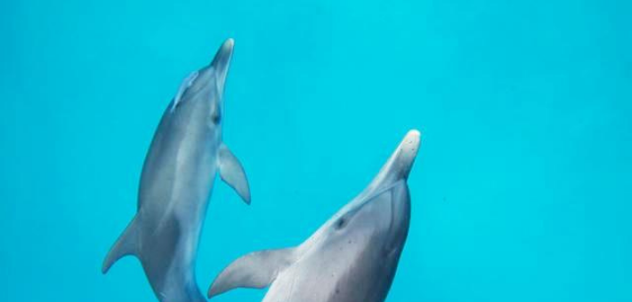 Voyage Eco-responsable Dolphinesse pour nager avec les baleines et les dauphins sauvages à La Réunion - Zen&go