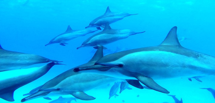 Nager avec les dauphins sauvages en Mer Rouge - Zen&go