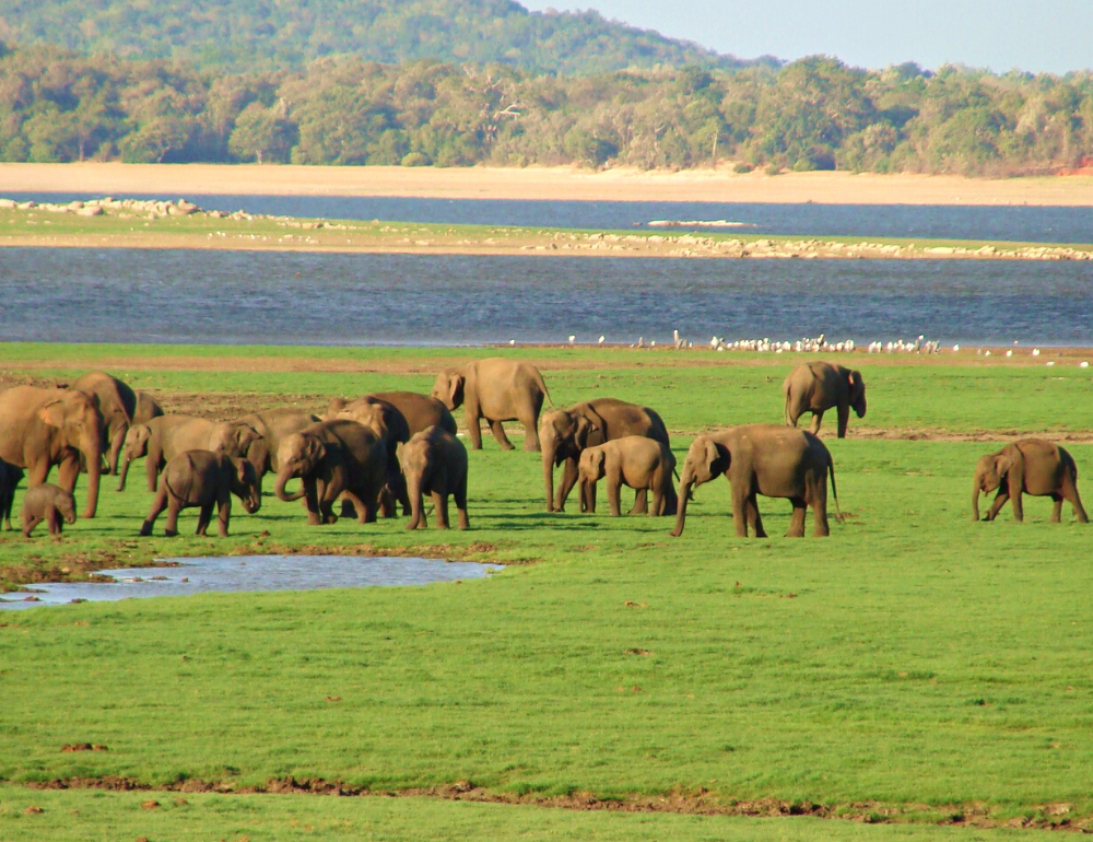 Ecotourisme au Sri Lanka : observation d'éléphants, léopards, baleines, dauphins...