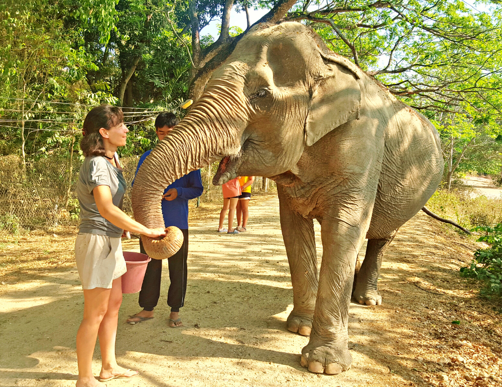 Séjour éco-participatif auprès des éléphants de Thaïlande