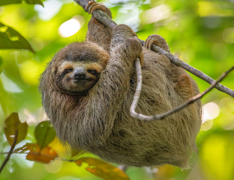 Voyage Eco & Slow tourisme au Costa Rica : bien-être, yoga, rencontres et visites en bord de mer - Zen&go