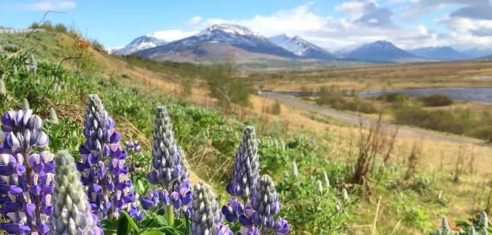 Retraite yoga et randonnée en Islande entre fjords et montagne 