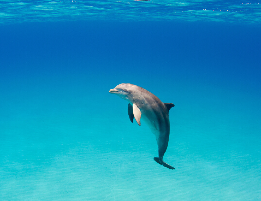 Séjour Eco-responsable Dolphinesse en immersion avec les dauphins sauvages aux Bahamas