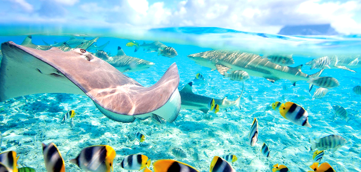 De Tahiti à Moorea - Voyage Ecoresponsable Dolphinesse : immersion baleines à bosse et dauphins sauvages - Zen&go