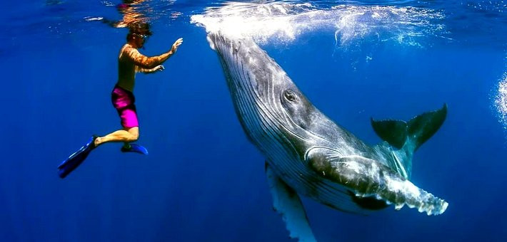 Voyage Ecoresponsable Dolphinesse en Polynésie : immersion et nage avec les baleines et dauphins sauvages - Zen&go