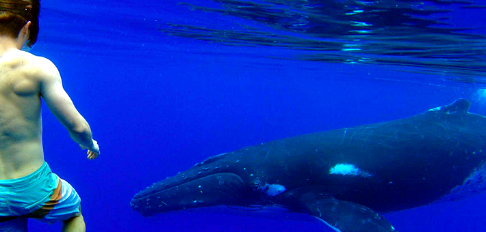 De Tahiti à Moorea - Voyage Ecoresponsable Dolphinesse : immersion baleines à bosse et dauphins sauvages - Zen&go