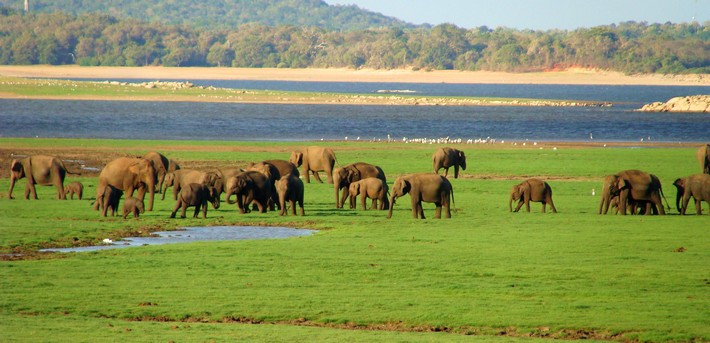 Ecotourisme au Sri Lanka : observation d