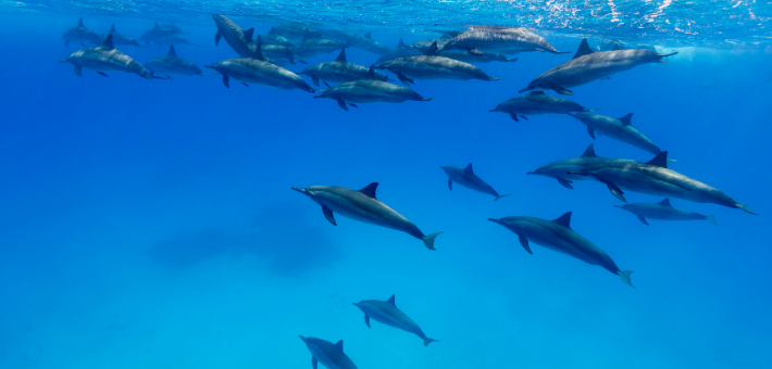 Séjour Eco-responsable Dolphinesse en immersion avec les dauphins sauvages aux Bahamas  - Zen&go