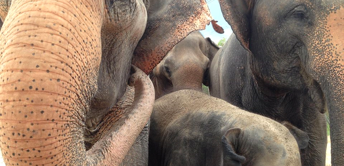 Immersion au sanctuaire des éléphants - Zen&go